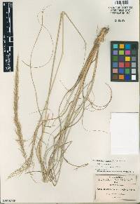 Muhlenbergia distichophylla image