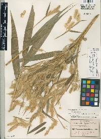 Image of Pennisetum prolificum
