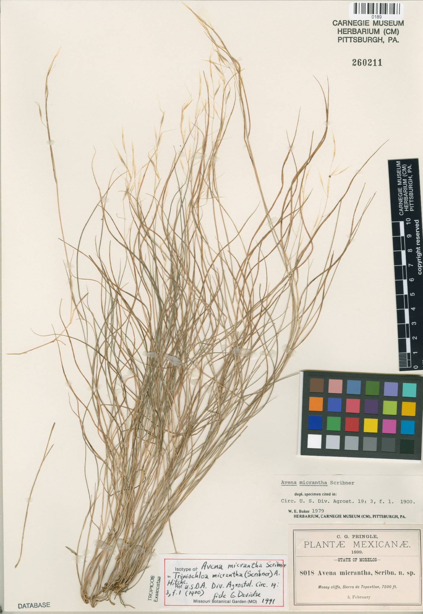 Triniochloa micrantha image