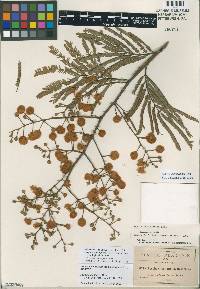 Image of Acacia subangulata