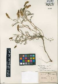 Image of Astragalus micranthus