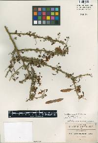 Cercidium macrum image