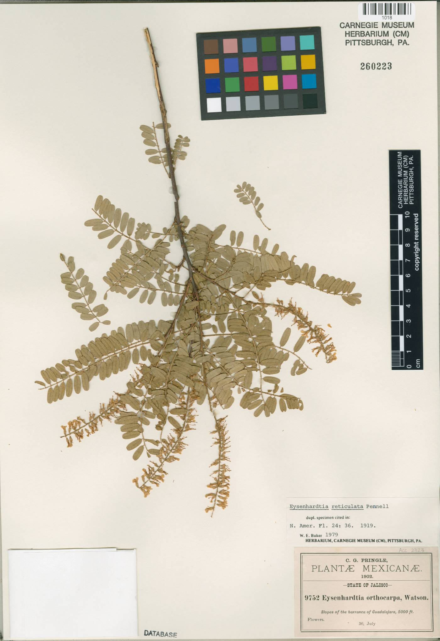 Eysenhardtia reticulata image