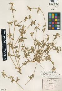 Gomphrena parviceps image