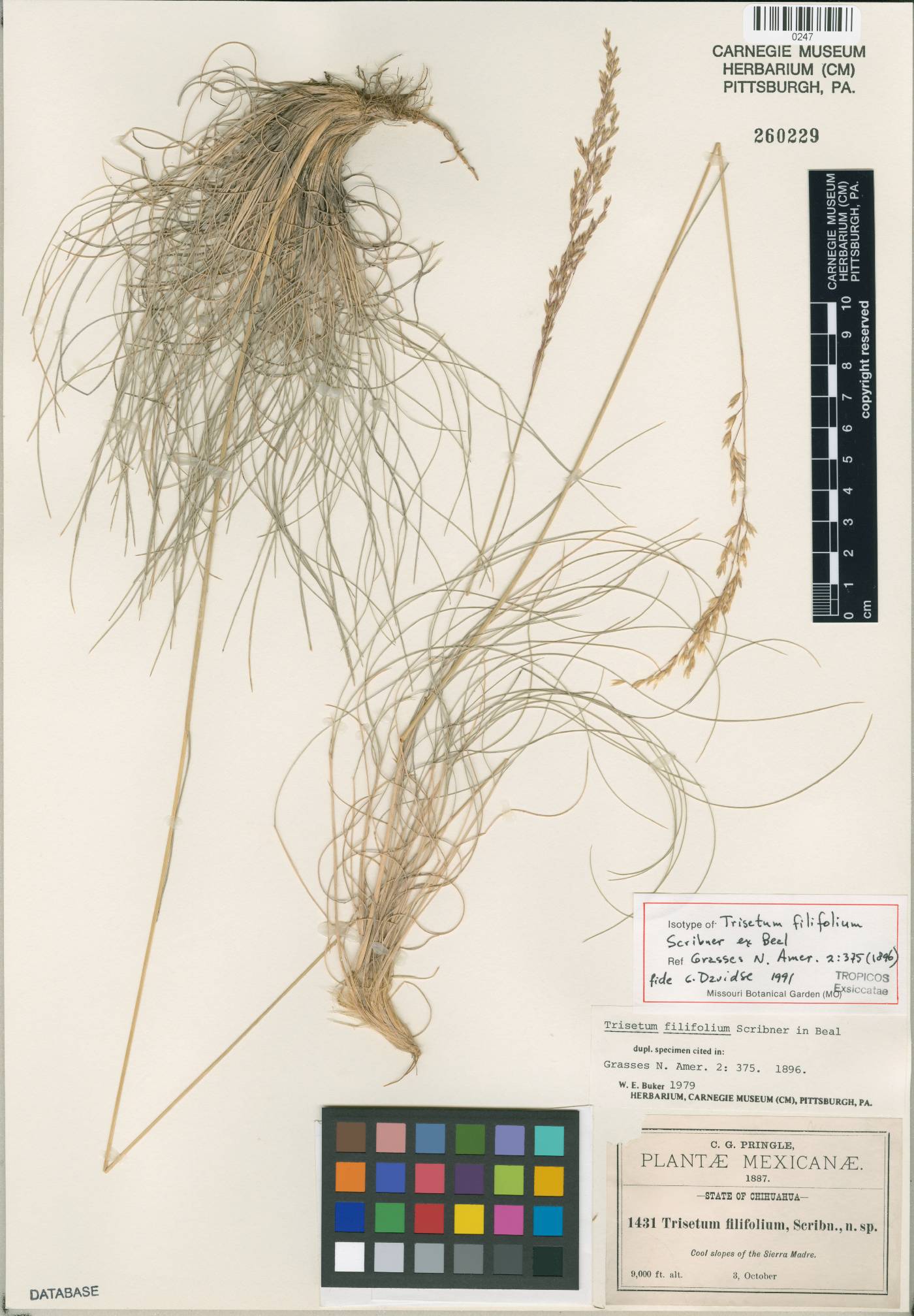 Trisetum filifolium image