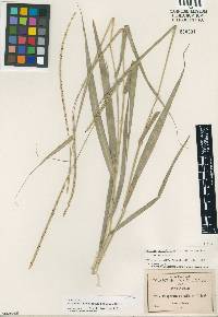 Image of Paspalum unispicatum