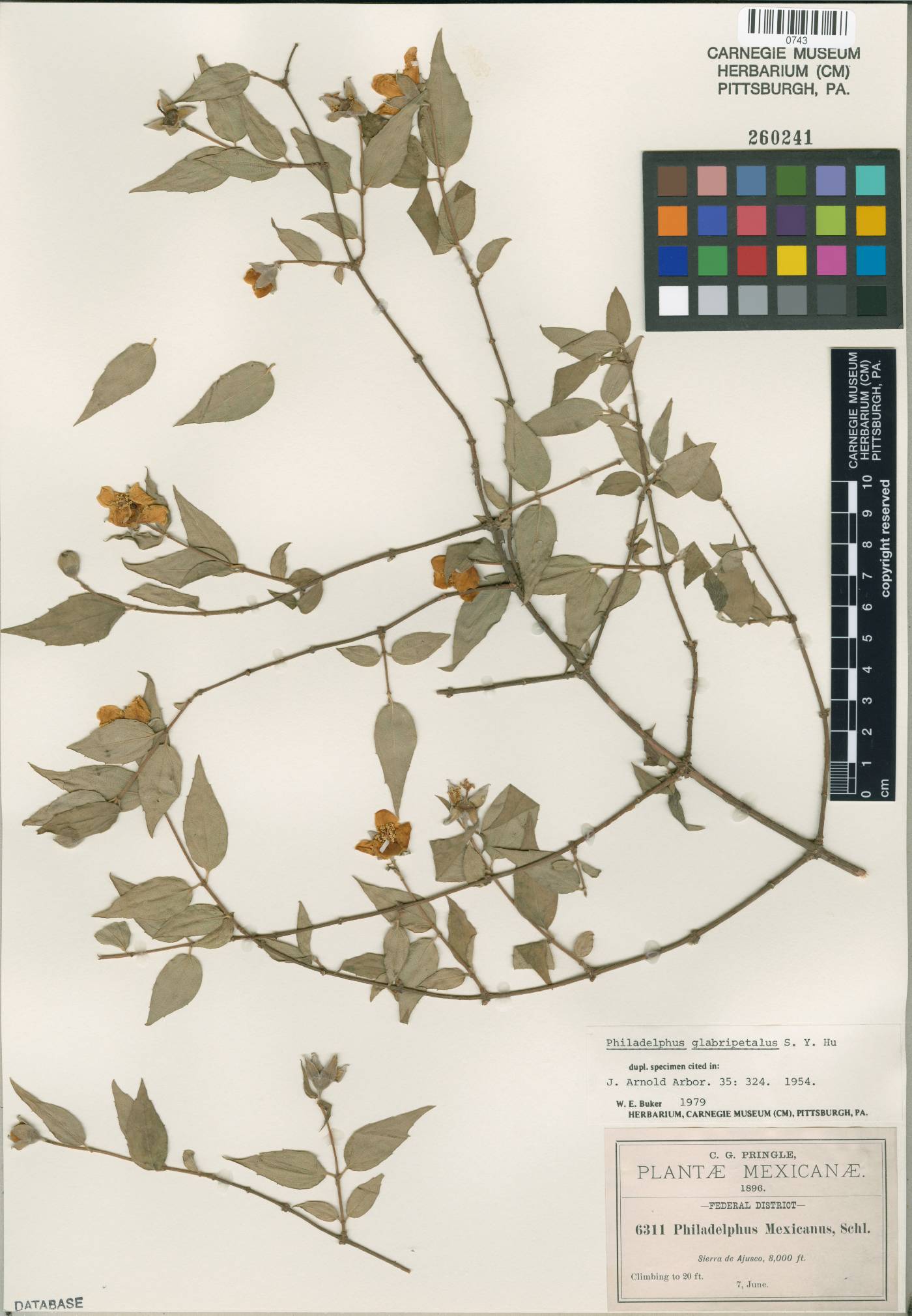 Philadelphus glabripetalus image