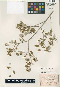 Image of Neodeutzia ovalis