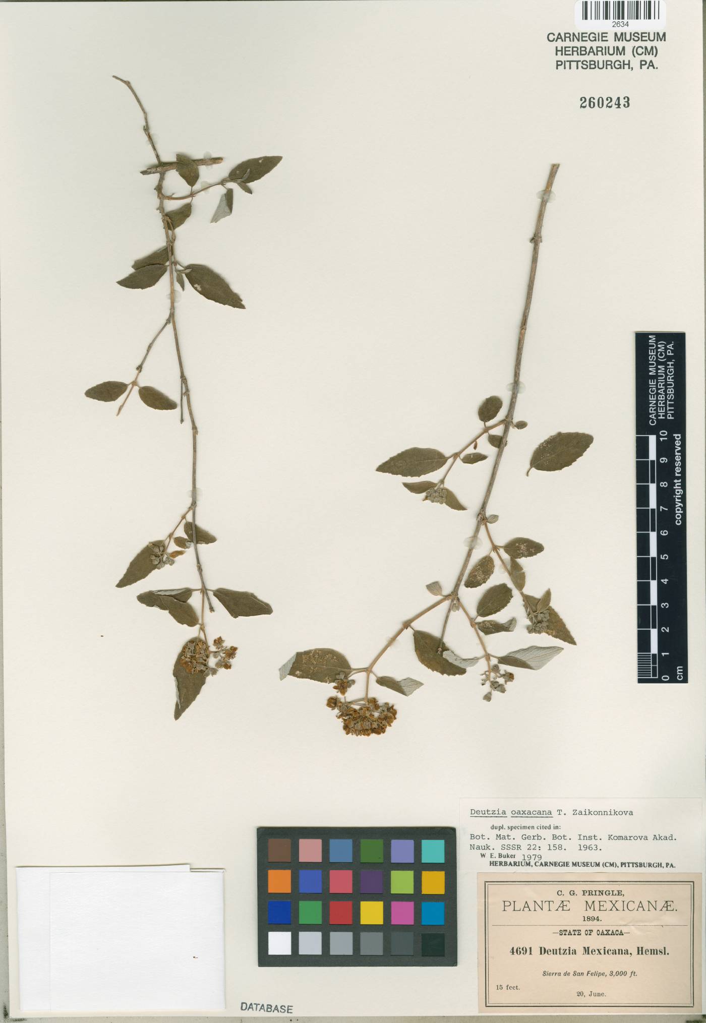 Deutzia occidentalis image