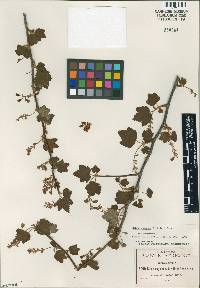 Image of Ribes rugosum