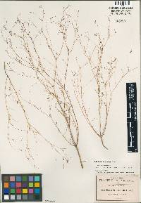 Marina gracilis image