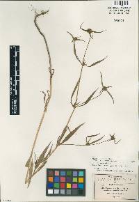 Image of Crusea setosa