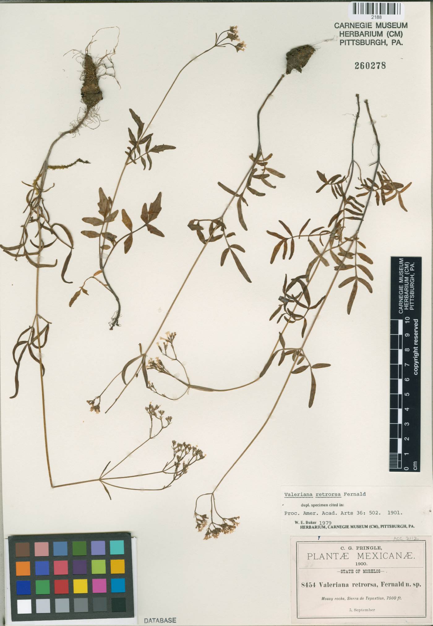 Valeriana densiflora image