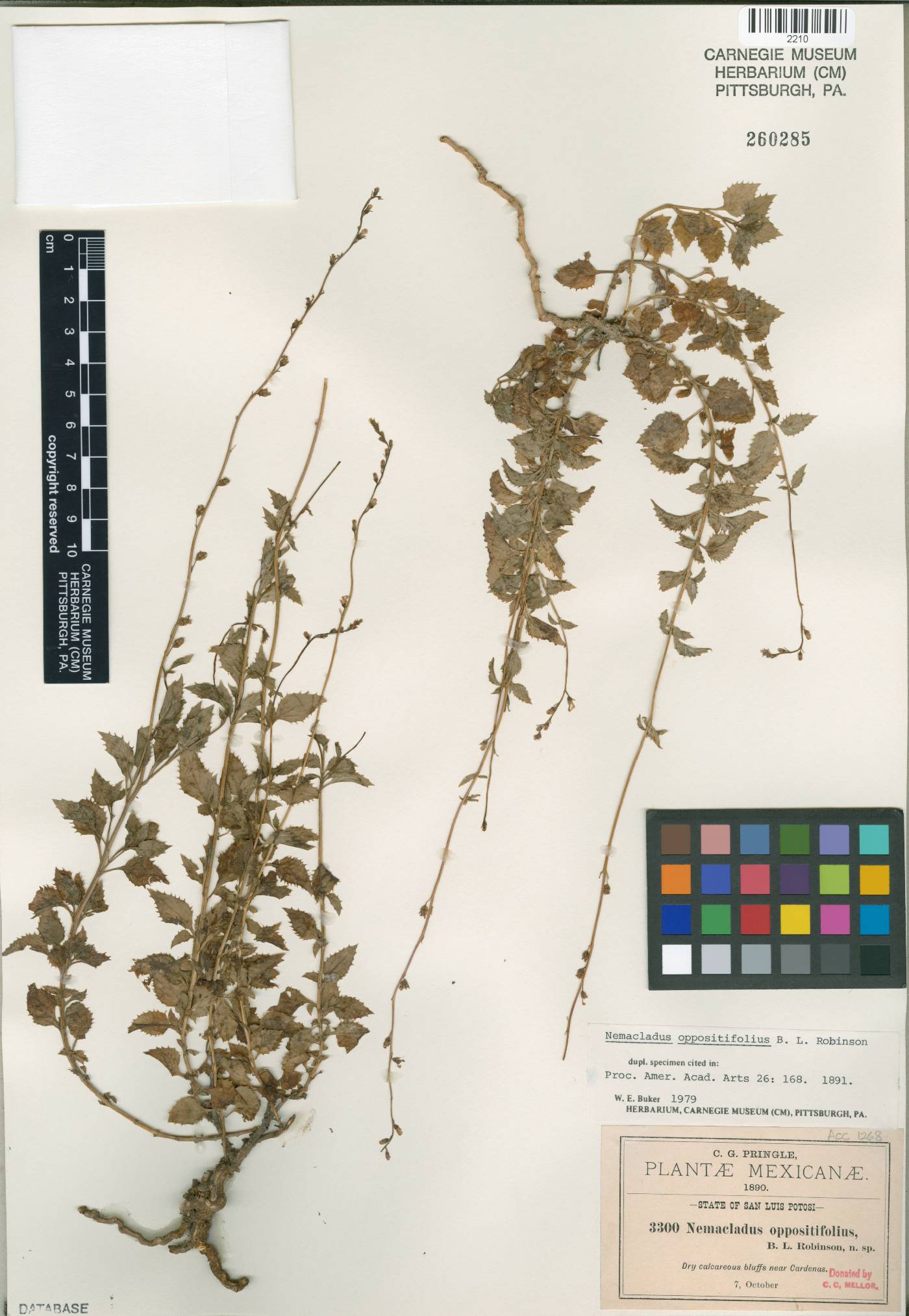 Pseudonemacladus oppositifolius image