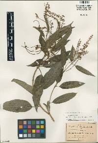 Citharexylum glabrum image