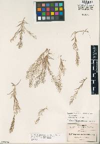 Image of Eragrostis pringlei