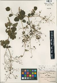 Thalictrum cuernavacanum image