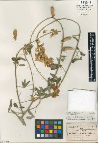 Crotalaria viminalis image