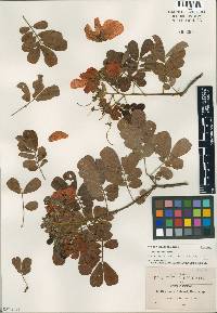 Cassia nelsonii image