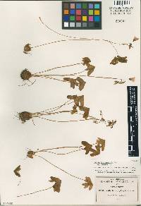 Oxalis tetraphylla image