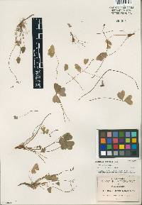 Oxalis dimidiata image