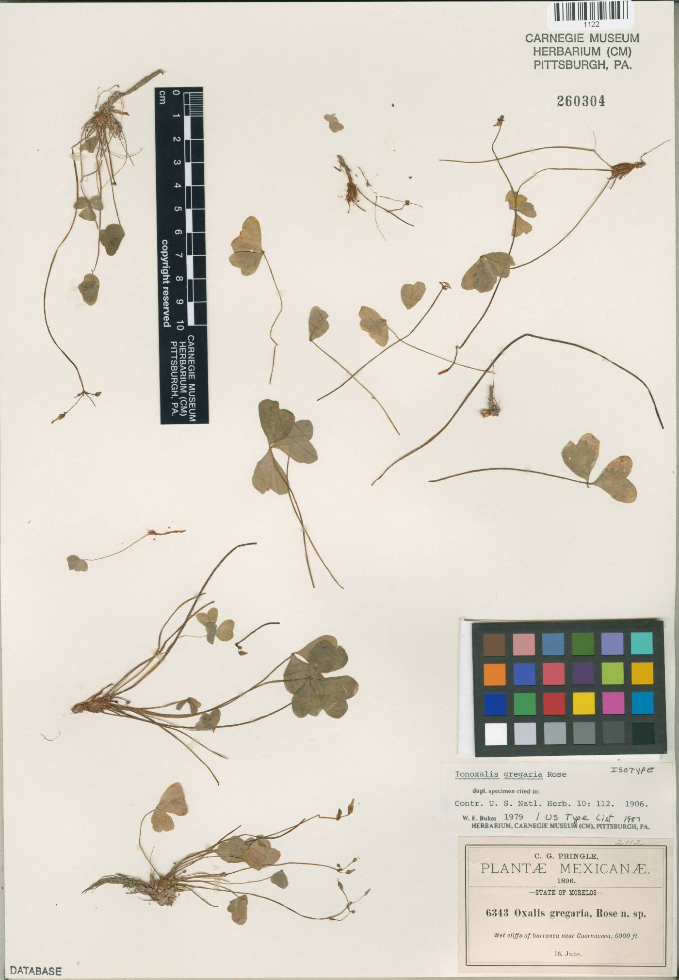 Oxalis dimidiata image