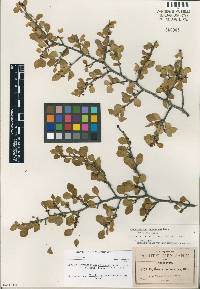 Erythroxylum rotundifolium image