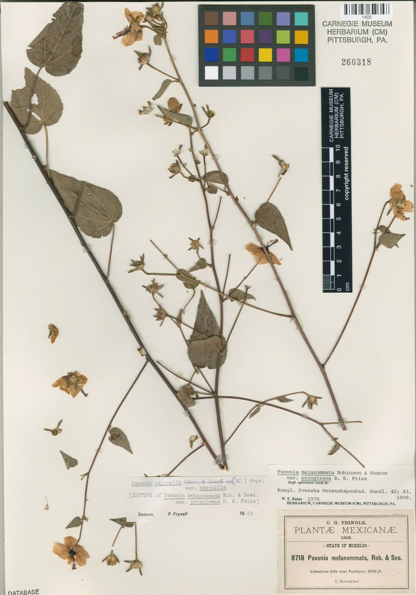 Pavonia oxyphylla var. oxyphylla image