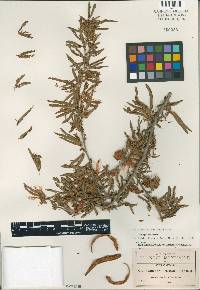 Calliandra densifolia image