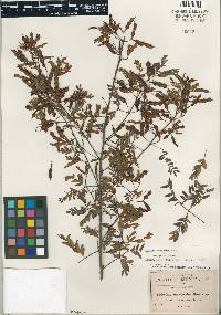 Image of Mimosa caerulea