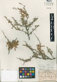 Image of Mimosa calcicola