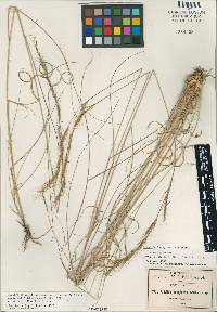 Image of Aristida scribneriana