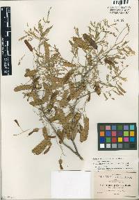 Mimosa stipitata image