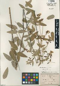 Image of Desmodium bellum