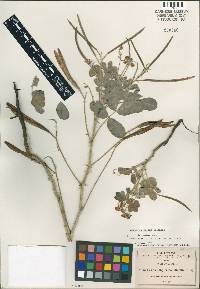 Cassia longicoma image