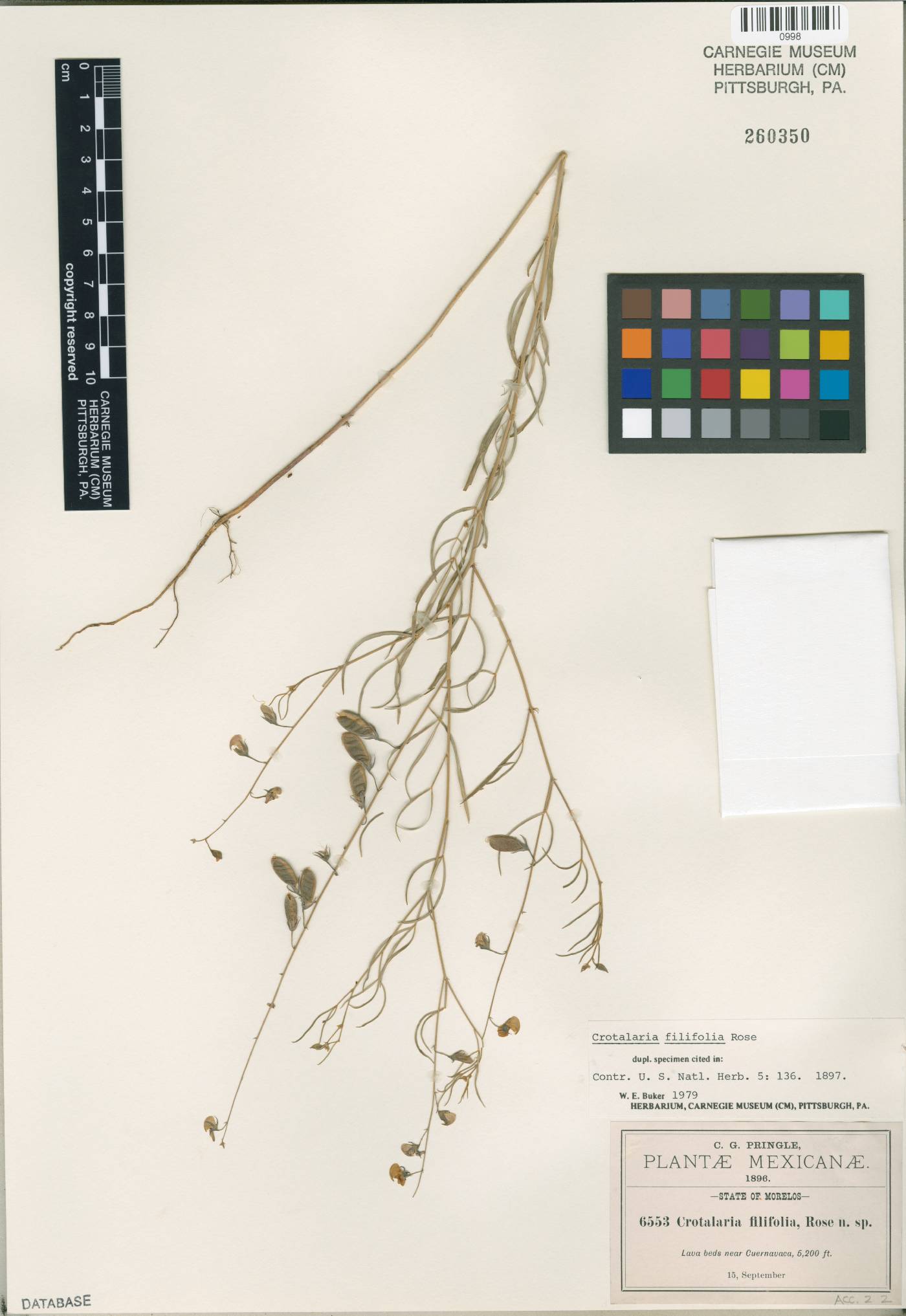 Crotalaria filifolia image