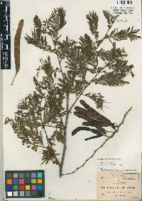 Leucaena trichandra image