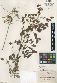 Image of Indigofera cuernavacana