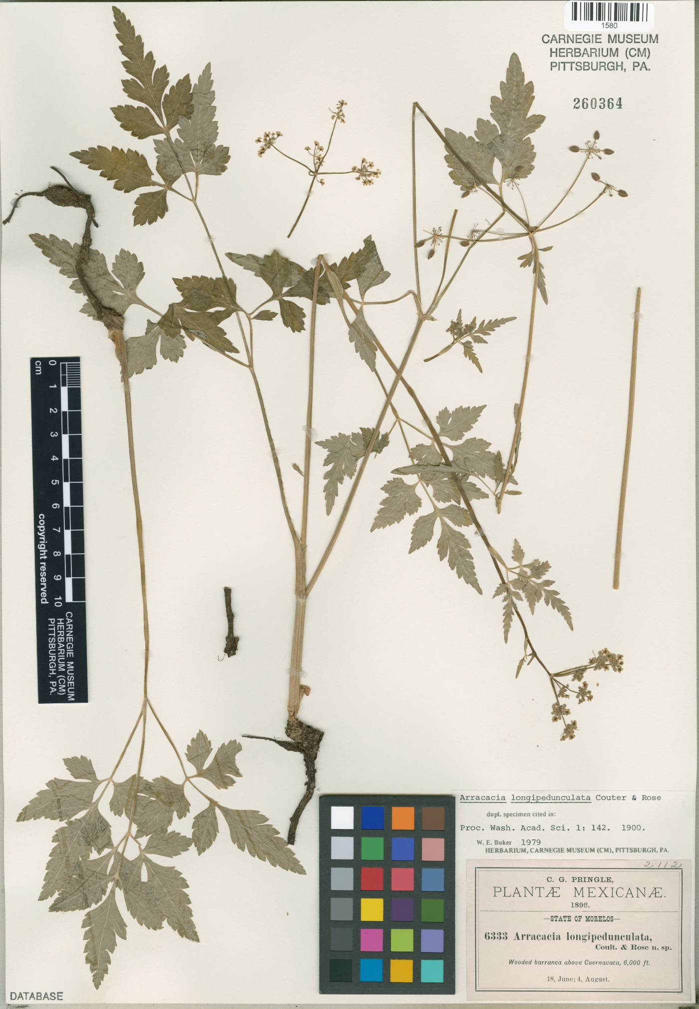 Arracacia longipedunculata image