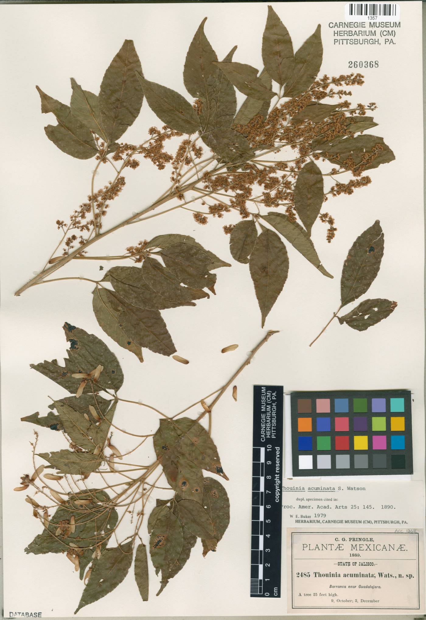 Thouinia serrata image