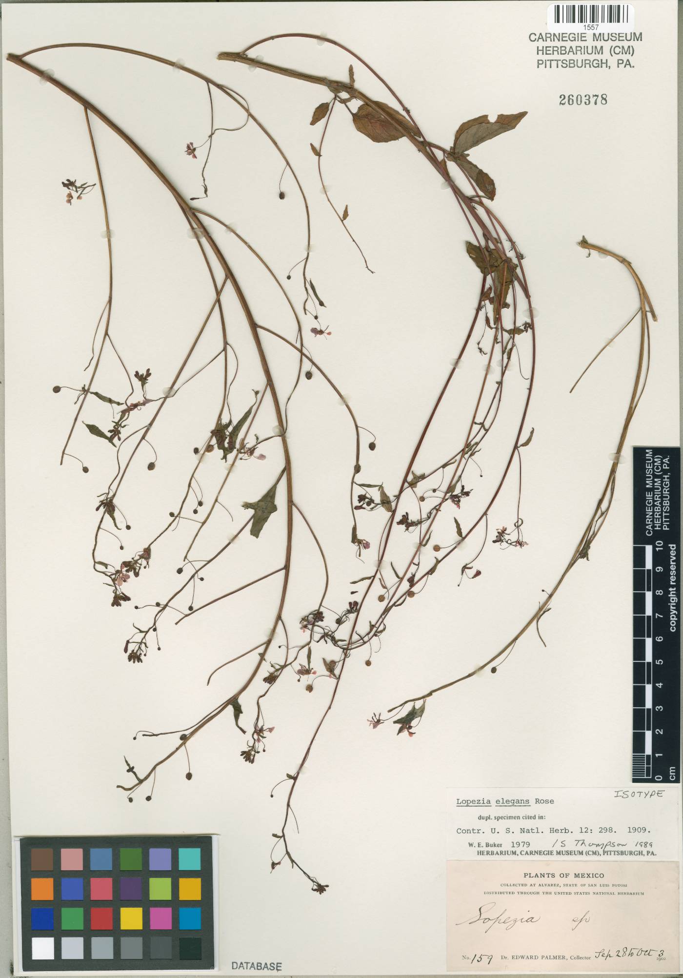Lopezia racemosa subsp. racemosa image