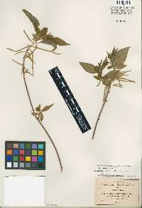 Image of Acalypha confertiflora