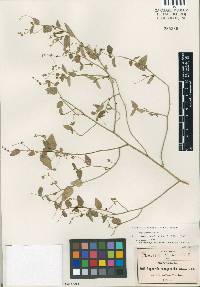 Euphorbia hexagonoides image