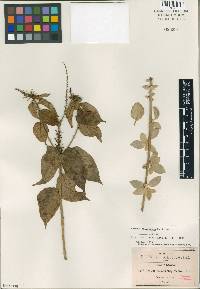 Croton calvescens image