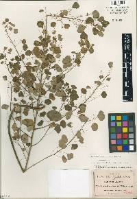 Image of Euphorbia subpeltata