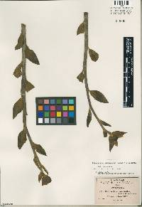 Euphorbia cyri image