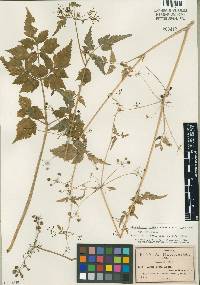 Image of Neonelsonia acuminata