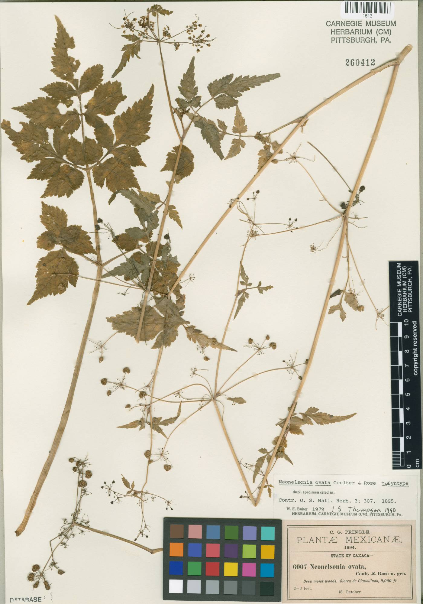 Neonelsonia acuminata image