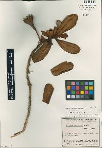 Image of Gordonia robusta