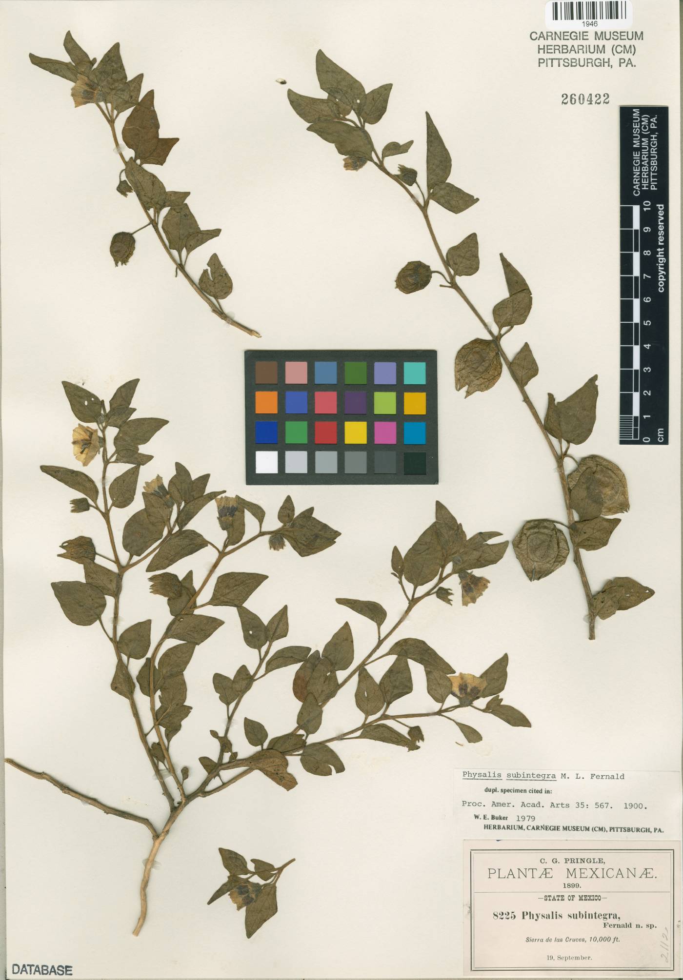 Physalis orizabae image